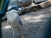 20090502 SanDiegoWildlifePark39.jpg